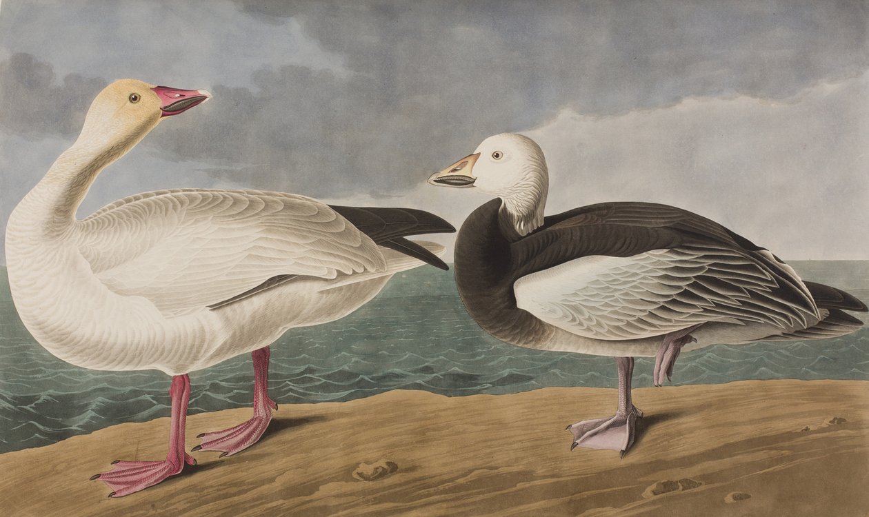 Kuvitus elokuvasta "Birds of America" tekijältä John James Audubon