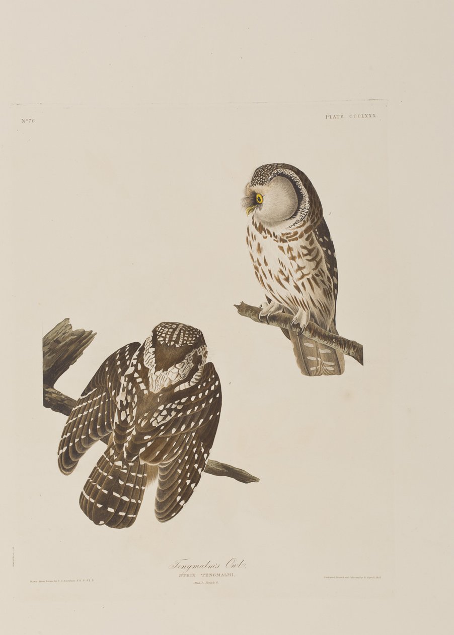 Kuvitus elokuvasta "Birds of America" tekijältä John James Audubon