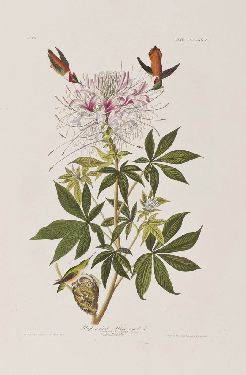 Kuvitus elokuvasta "Birds of America" tekijältä John James Audubon