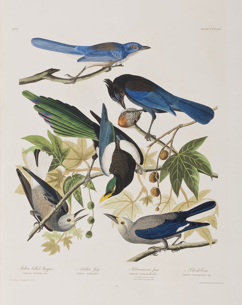 Kuvitus elokuvasta "Birds of America" tekijältä John James Audubon