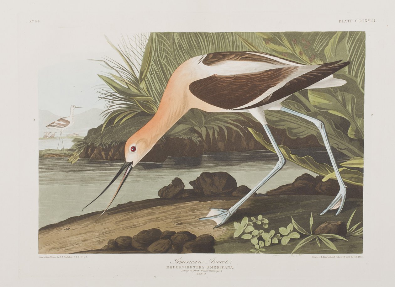 Kuvitus elokuvasta "Birds of America" tekijältä John James Audubon