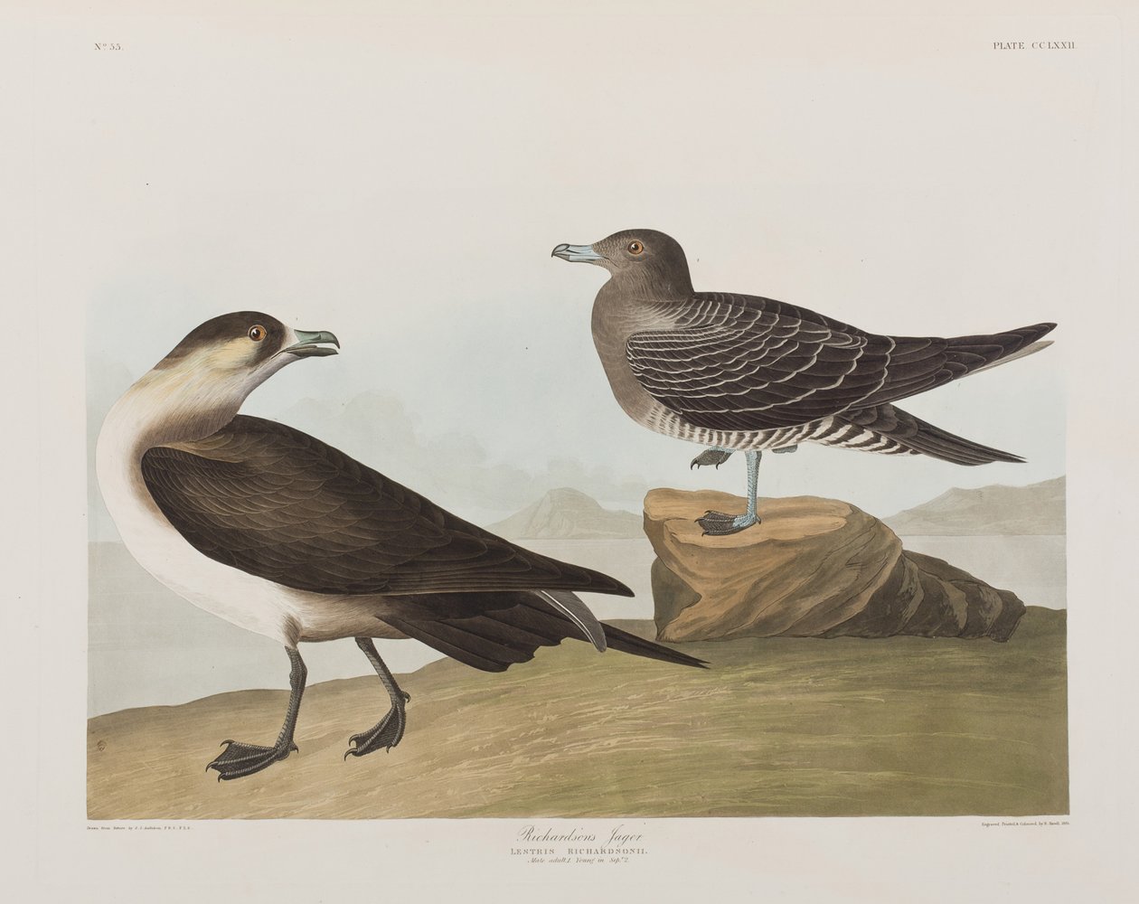 Kuvitus elokuvasta "Birds of America" tekijältä John James Audubon