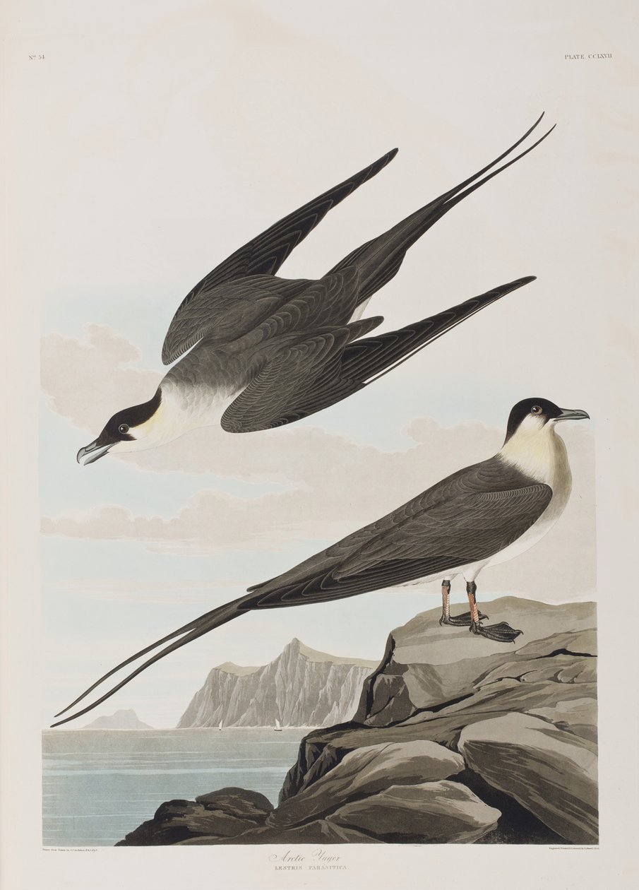 Kuvitus elokuvasta "Birds of America" tekijältä John James Audubon