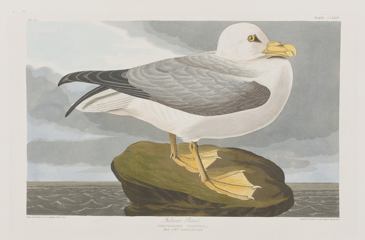 Kuvitus elokuvasta "Birds of America" tekijältä John James Audubon