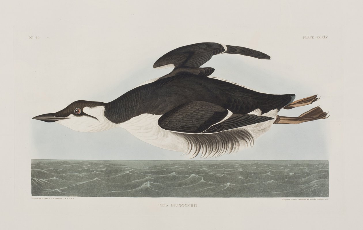 Kuvitus elokuvasta "Birds of America" tekijältä John James Audubon