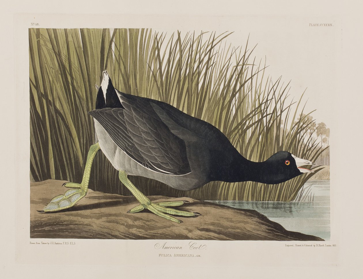 Kuvitus elokuvasta "Birds of America" tekijältä John James Audubon