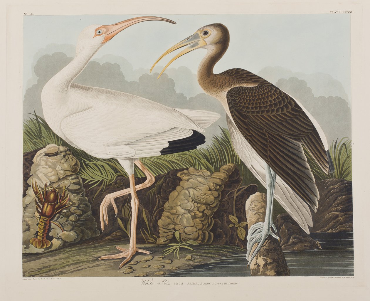 Kuvitus elokuvasta "Birds of America" tekijältä John James Audubon