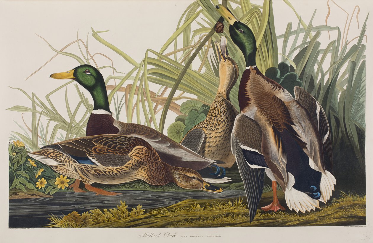 Kuvitus elokuvasta "Birds of America" tekijältä John James Audubon