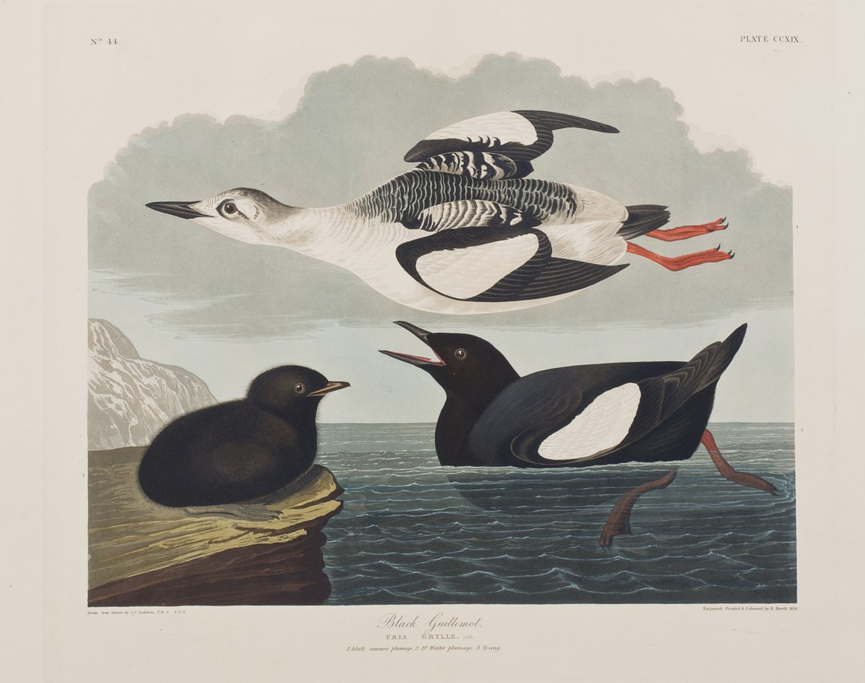Kuvitus elokuvasta "Birds of America" tekijältä John James Audubon