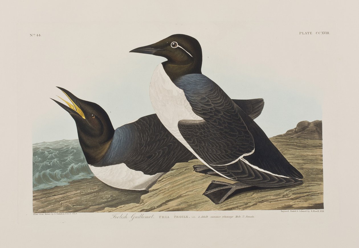 Kuvitus elokuvasta "Birds of America" tekijältä John James Audubon