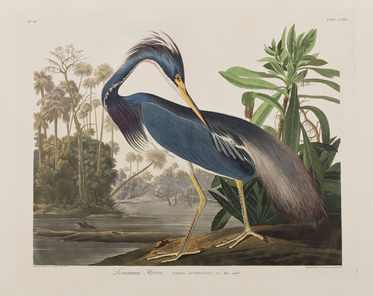 Kuvitus elokuvasta "Birds of America" tekijältä John James Audubon