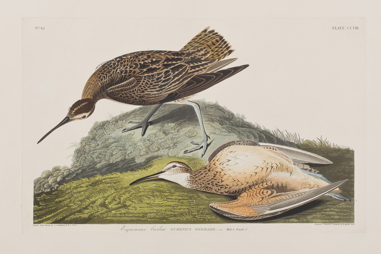 Kuvitus elokuvasta "Birds of America" tekijältä John James Audubon