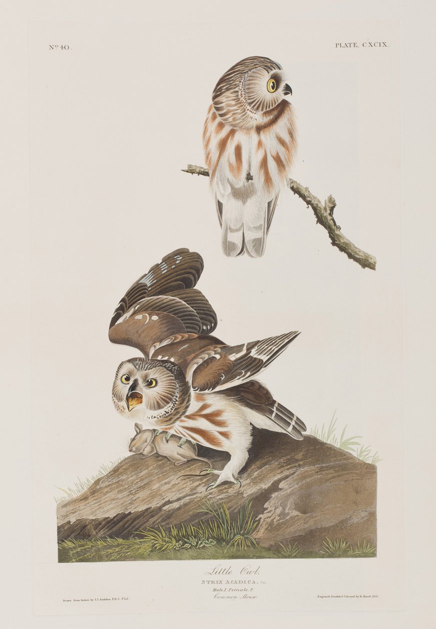 Kuvitus elokuvasta "Birds of America" tekijältä John James Audubon