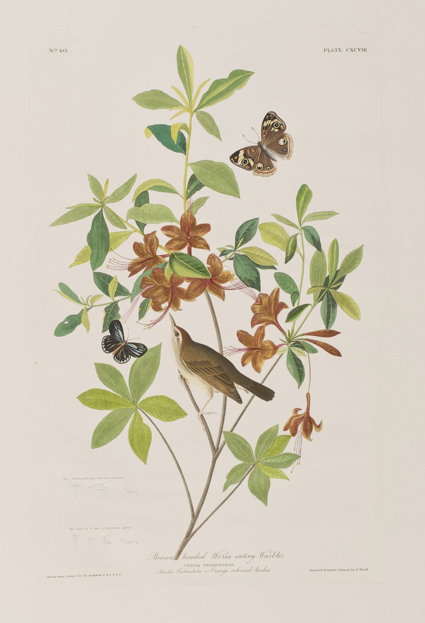 Kuvitus elokuvasta "Birds of America" tekijältä John James Audubon