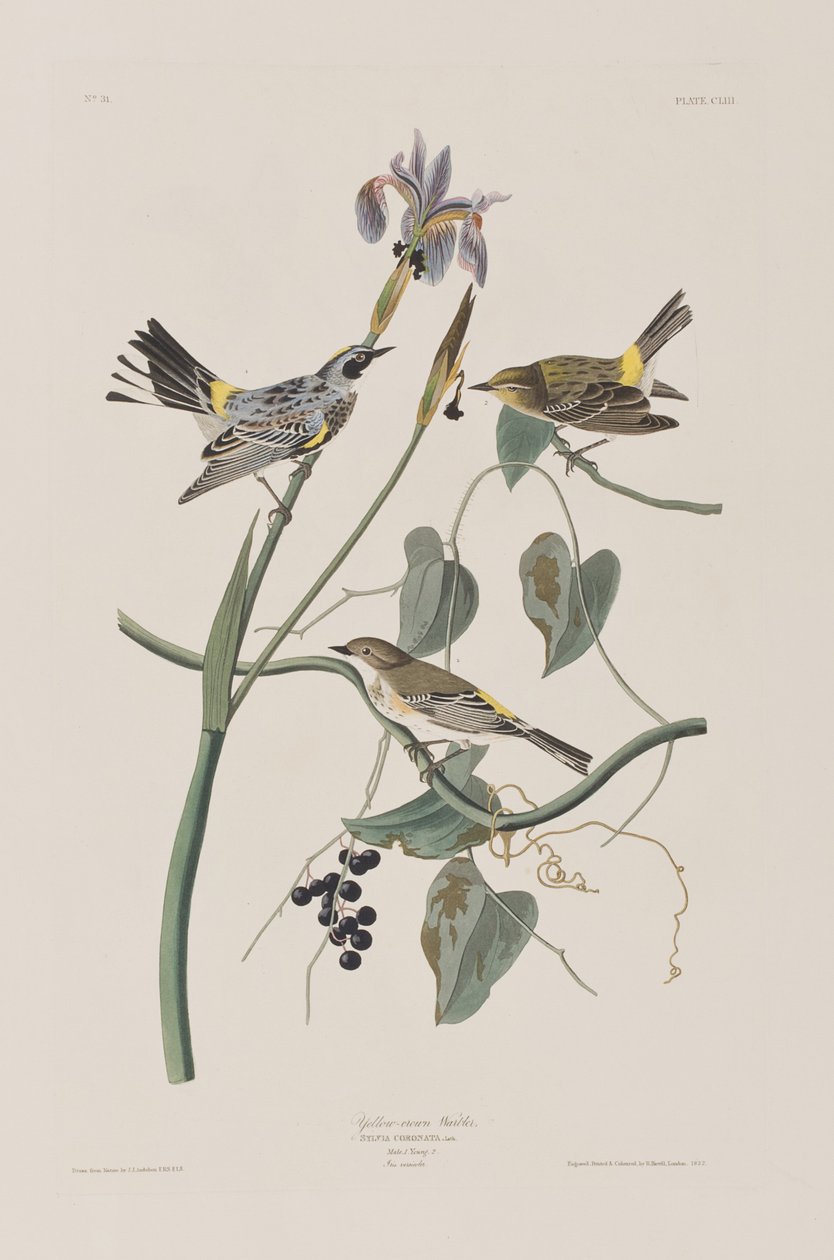 Kuvitus elokuvasta "Birds of America" tekijältä John James Audubon