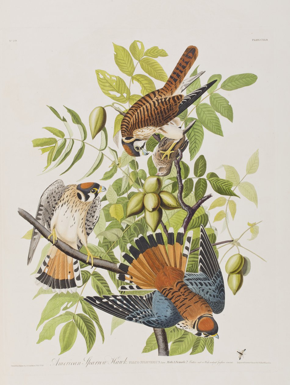 Kuvitus elokuvasta "Birds of America" tekijältä John James Audubon