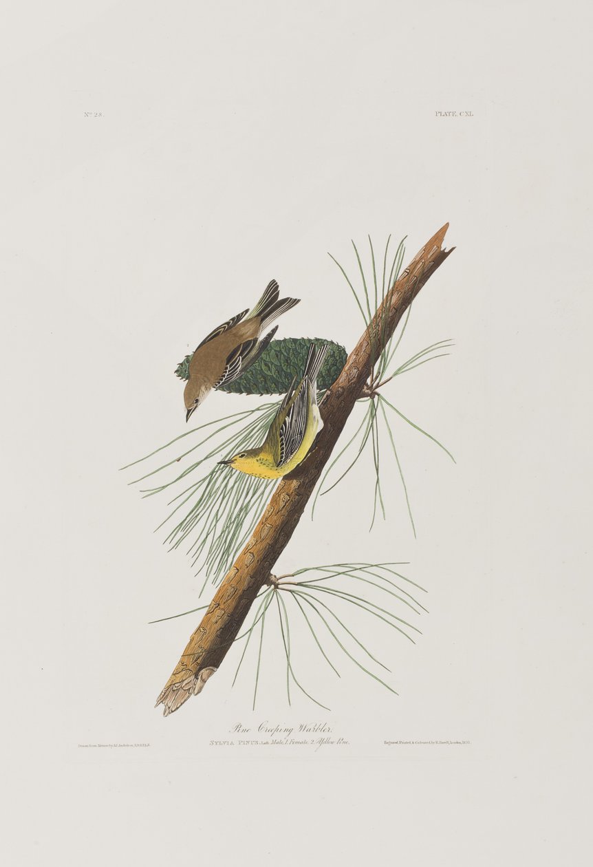 Kuvitus elokuvasta "Birds of America" tekijältä John James Audubon