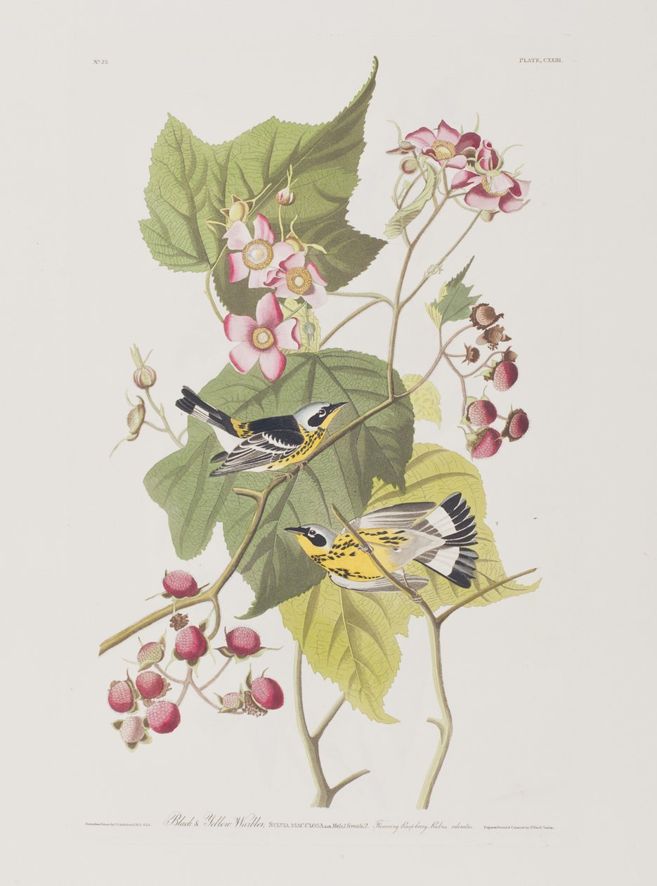 Kuvitus elokuvasta "Birds of America" tekijältä John James Audubon