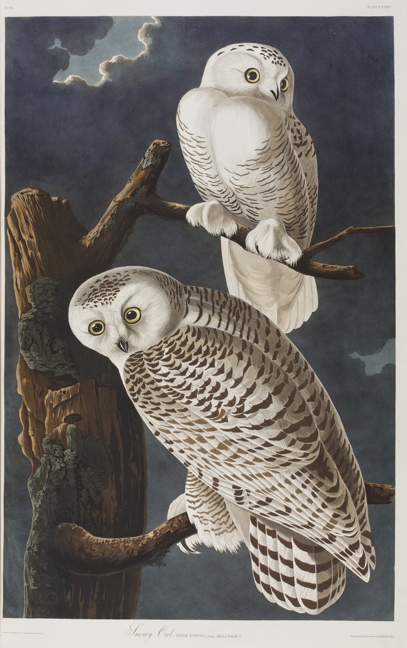 Kuvitus elokuvasta "Birds of America" tekijältä John James Audubon