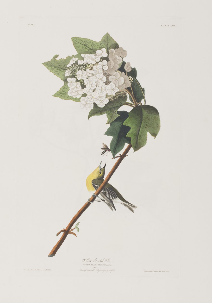 Kuvitus elokuvasta "Birds of America" tekijältä John James Audubon