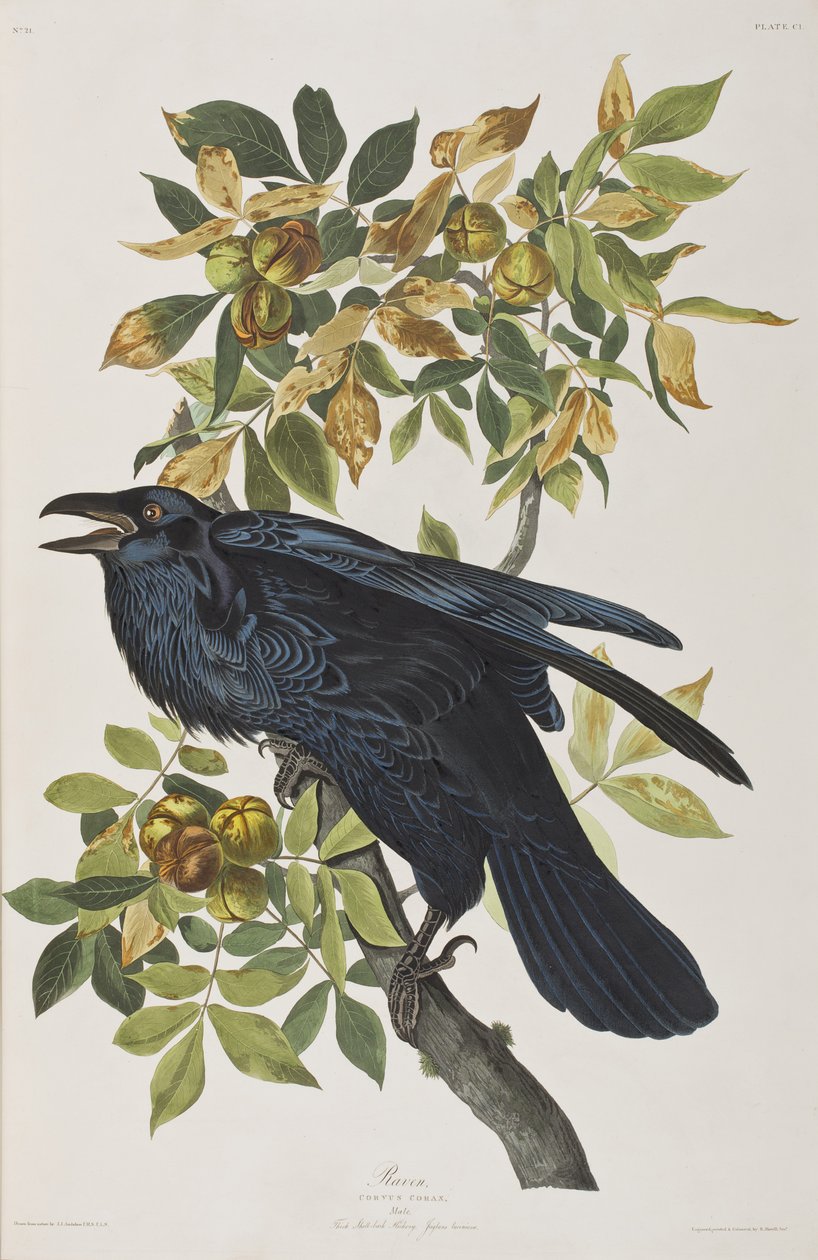 Kuvitus elokuvasta "Birds of America" tekijältä John James Audubon