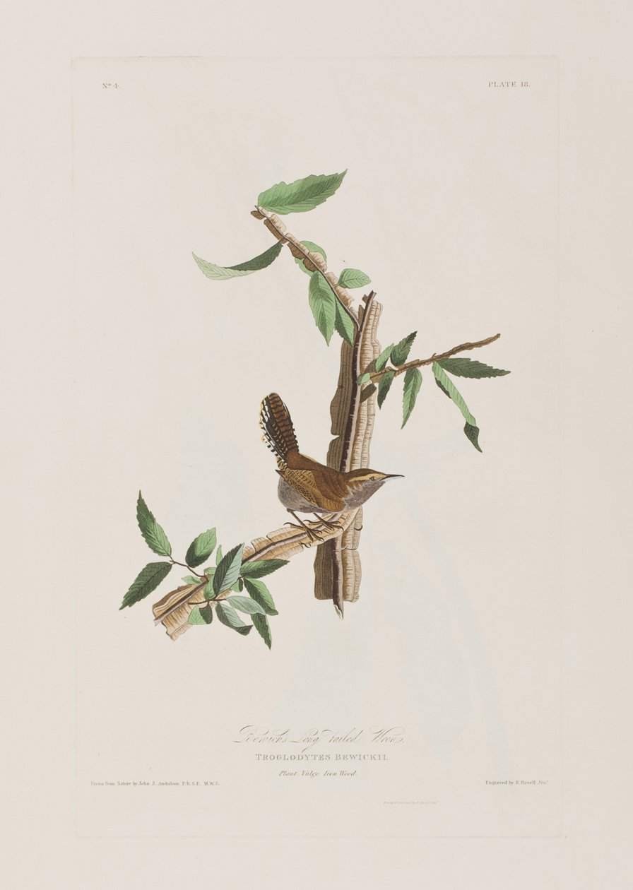 Kuvitus elokuvasta "Birds of America" tekijältä John James Audubon
