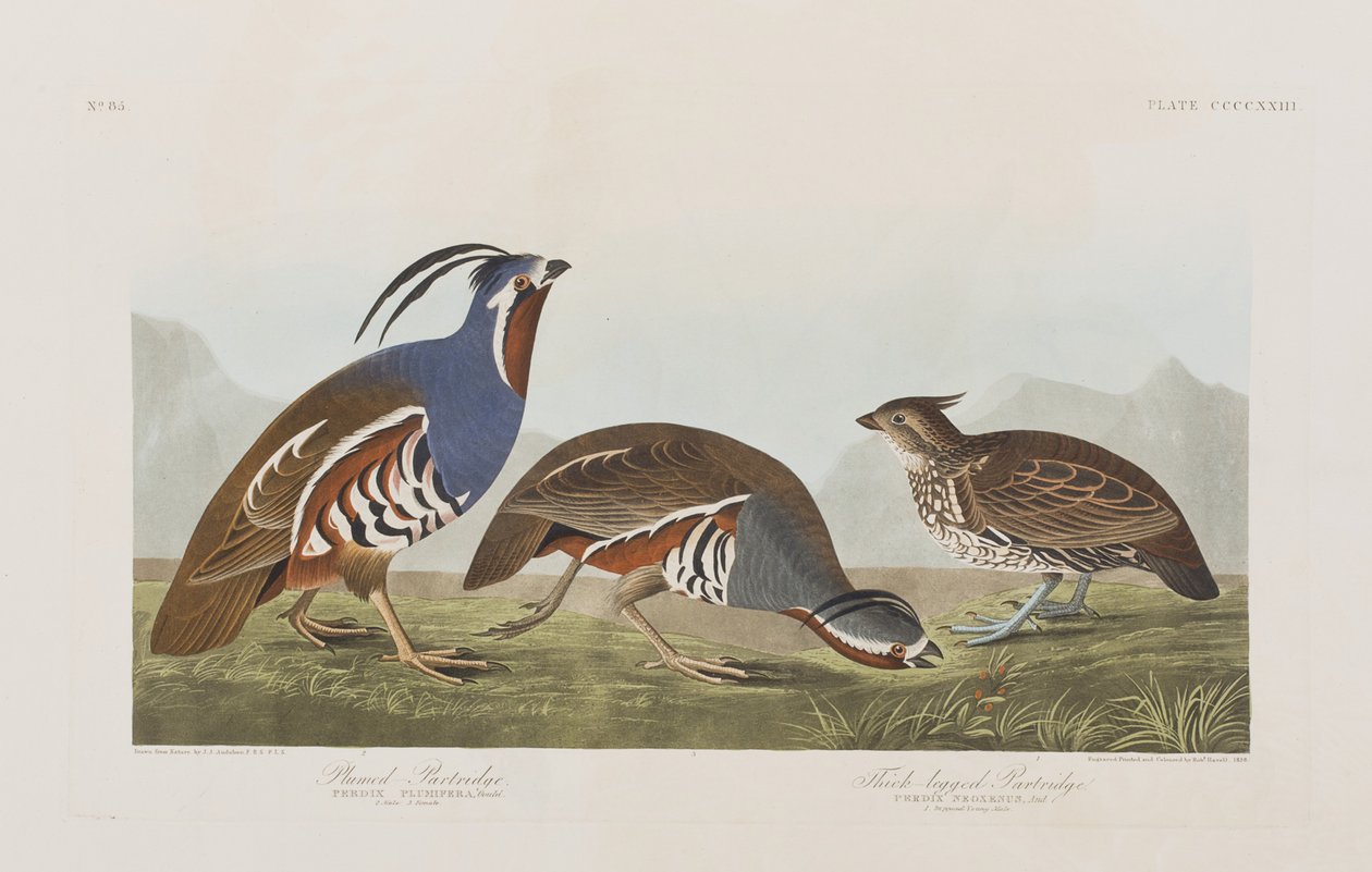 Kuvitus elokuvasta "Birds of America" tekijältä John James Audubon