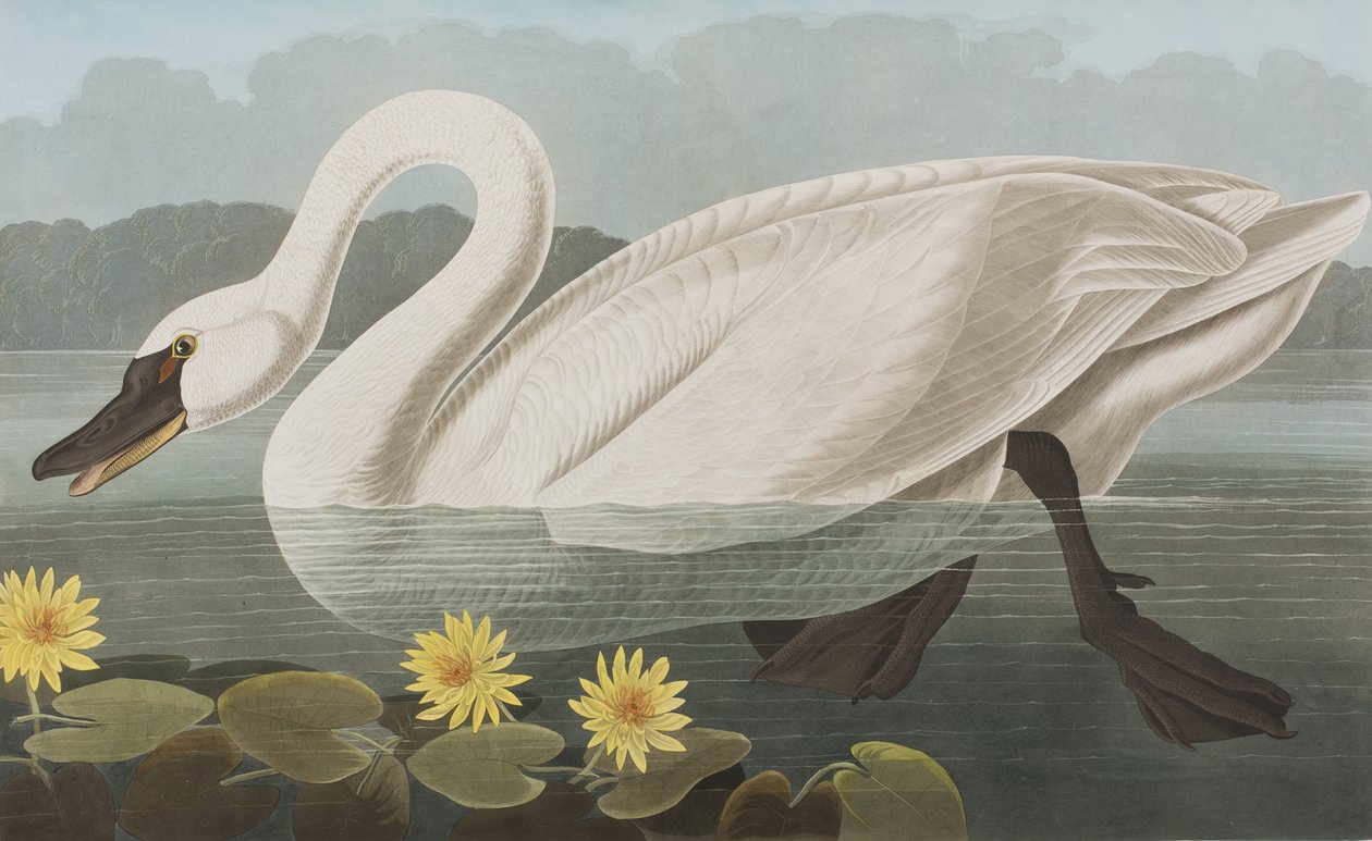 Kuvitus elokuvasta "Birds of America" tekijältä John James Audubon