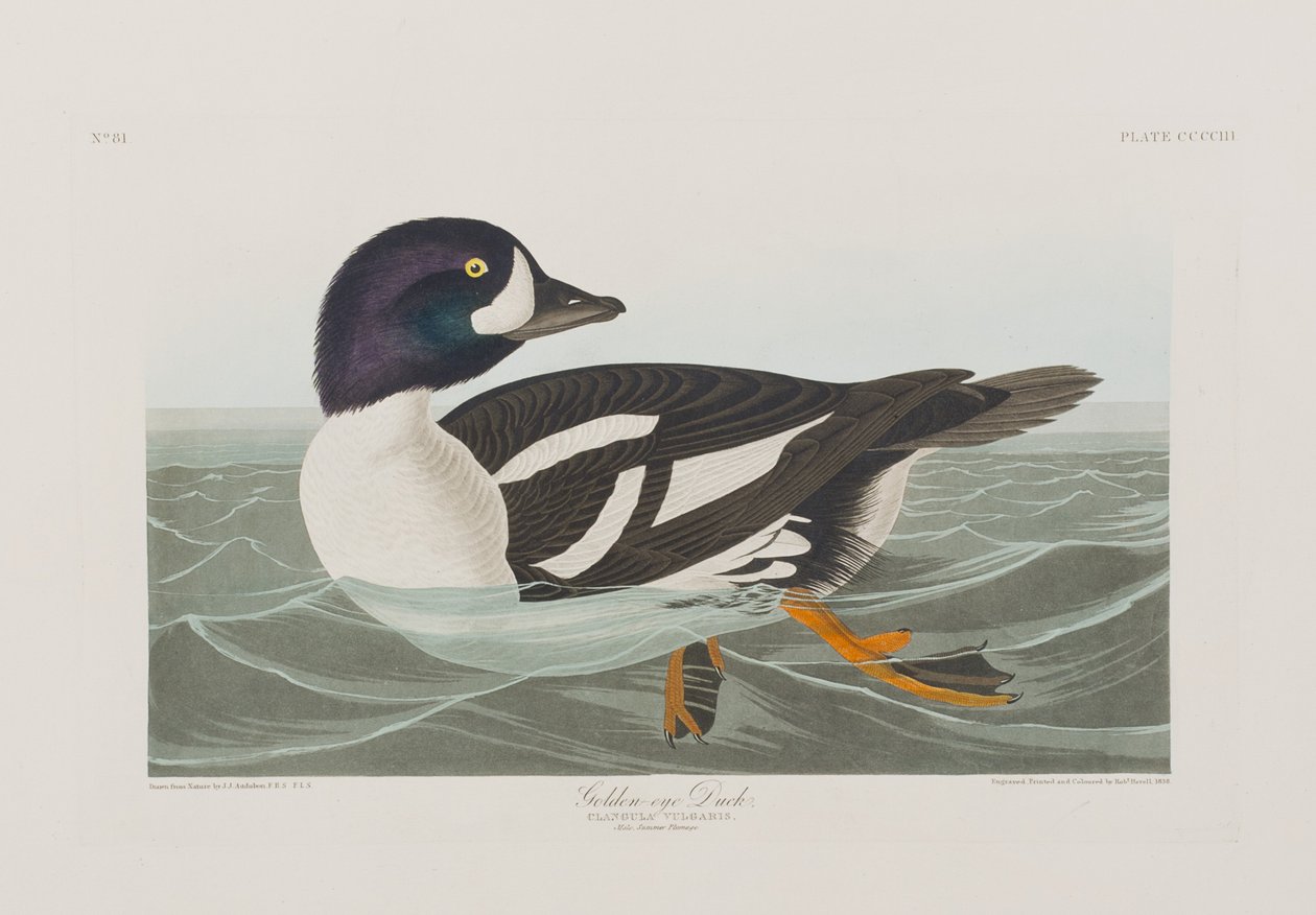 Kuvitus elokuvasta "Birds of America" tekijältä John James Audubon