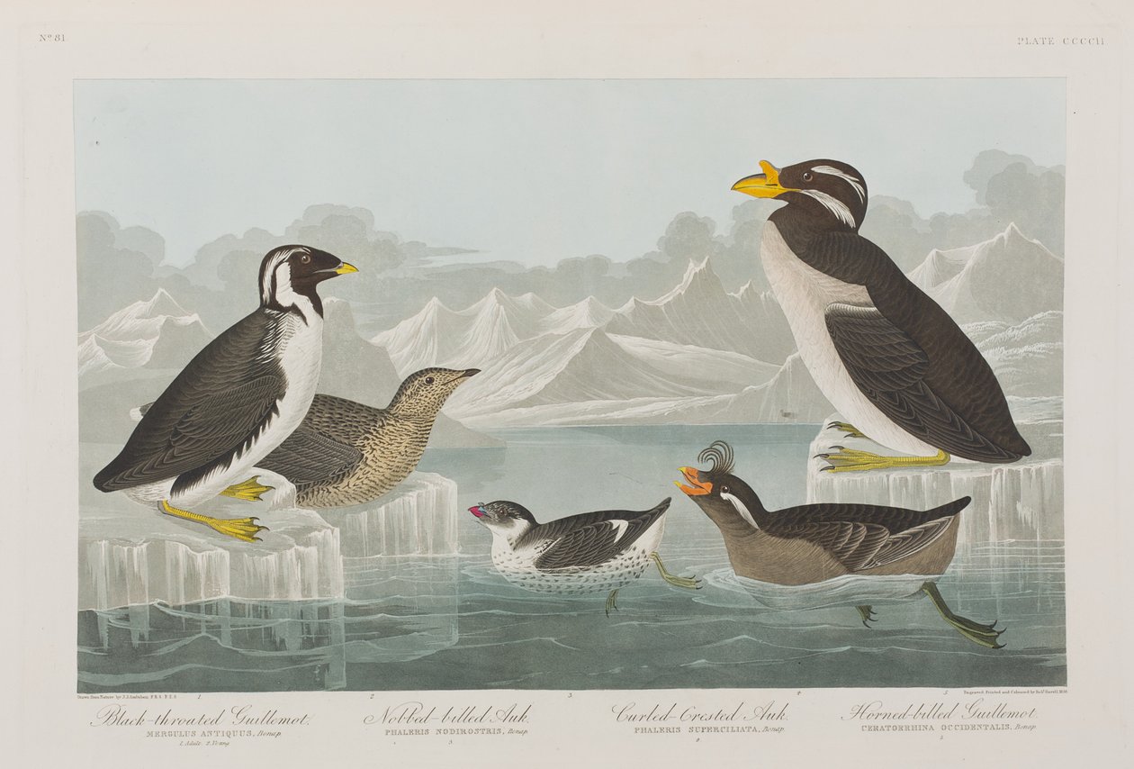 Kuvitus elokuvasta "Birds of America" tekijältä John James Audubon