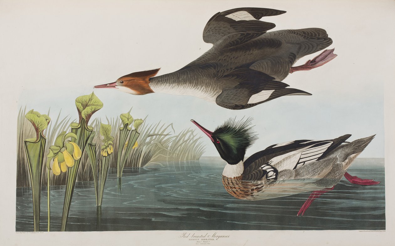 Kuvitus elokuvasta "Birds of America" tekijältä John James Audubon