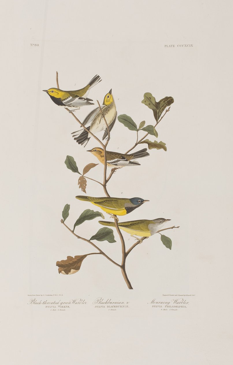 Kuvitus elokuvasta "Birds of America" tekijältä John James Audubon