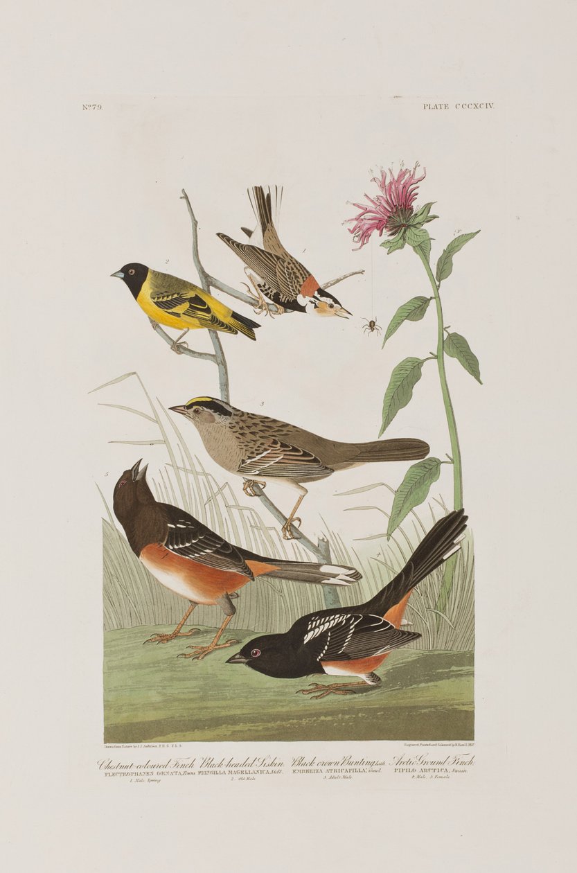 Kuvitus elokuvasta "Birds of America" tekijältä John James Audubon