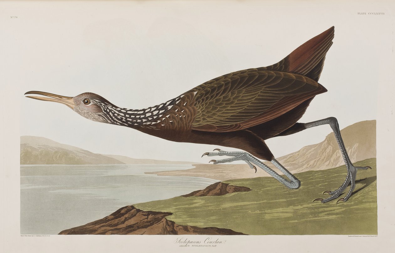 Kuvitus elokuvasta "Birds of America" tekijältä John James Audubon