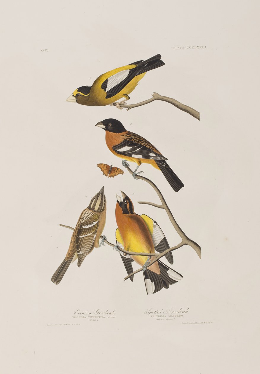 Kuvitus elokuvasta "Birds of America" tekijältä John James Audubon