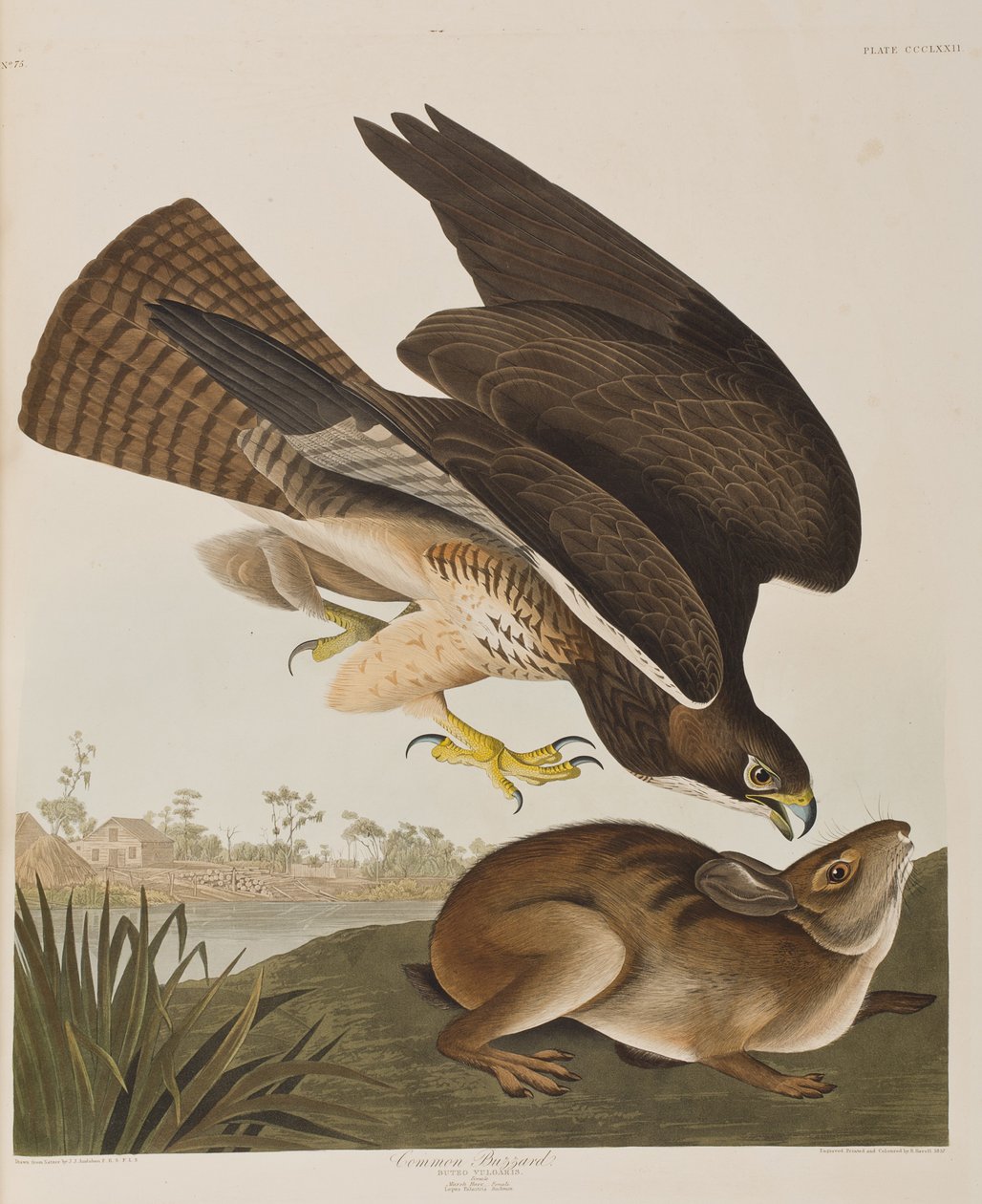 Kuvitus elokuvasta "Birds of America" tekijältä John James Audubon