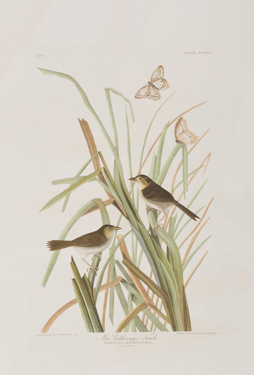 Kuvitus elokuvasta "Birds of America" tekijältä John James Audubon