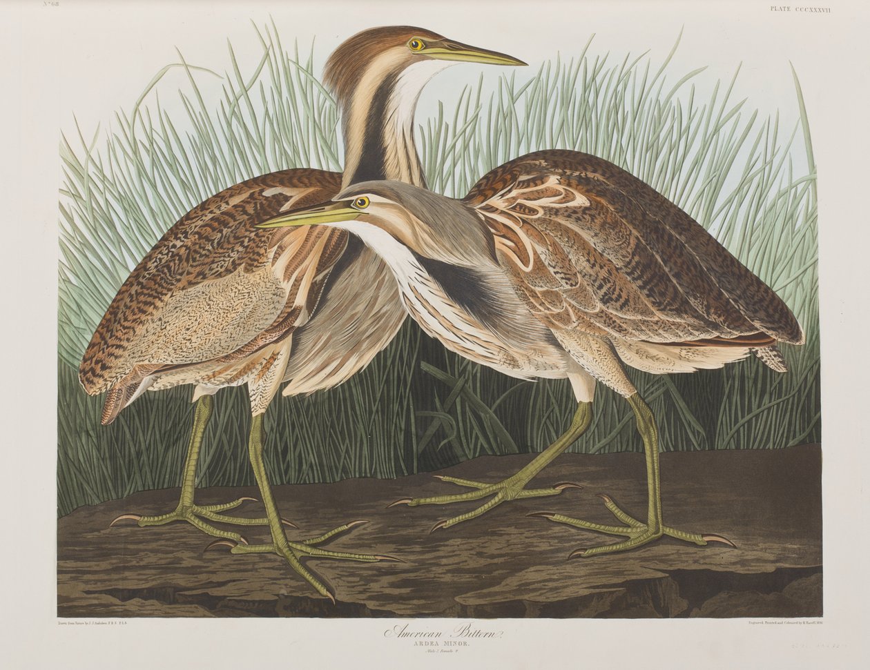 Kuvitus elokuvasta "Birds of America" tekijältä John James Audubon