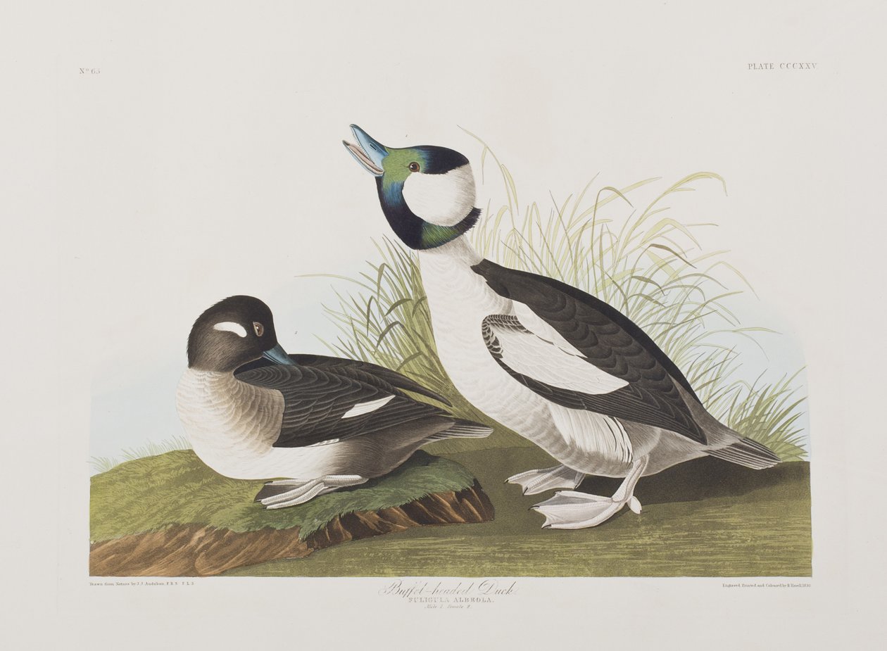 Kuvitus elokuvasta "Birds of America" tekijältä John James Audubon