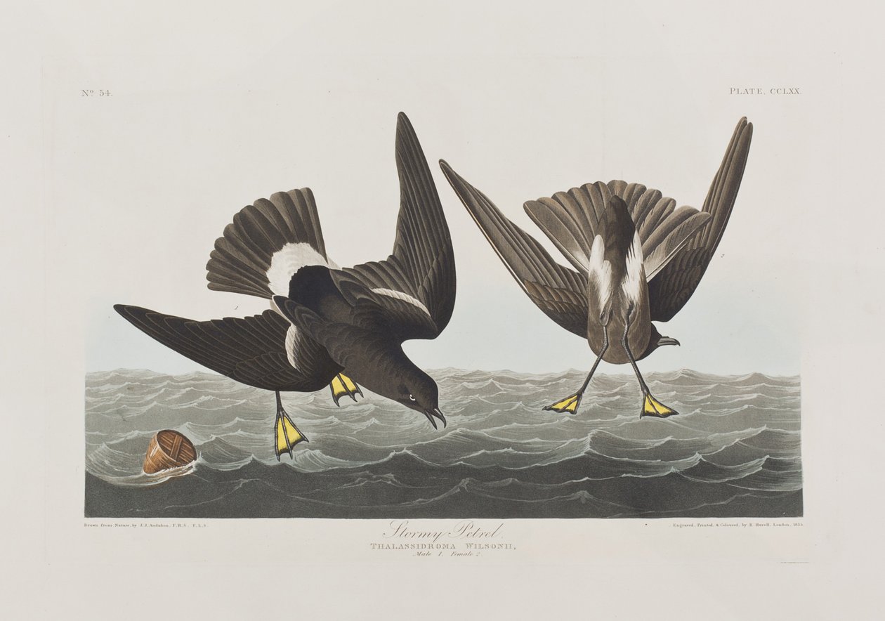 Kuvitus elokuvasta "Birds of America" tekijältä John James Audubon