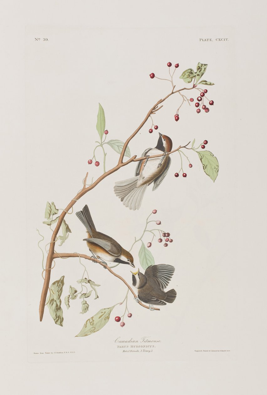 Kuvitus elokuvasta "Birds of America" tekijältä John James Audubon