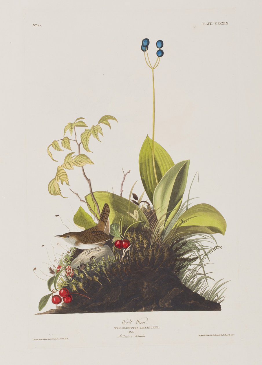 Kuvitus elokuvasta "Birds of America" tekijältä John James Audubon