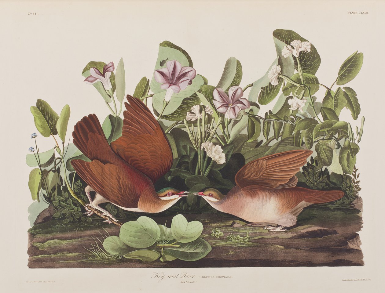Kuvitus elokuvasta "Birds of America" tekijältä John James Audubon