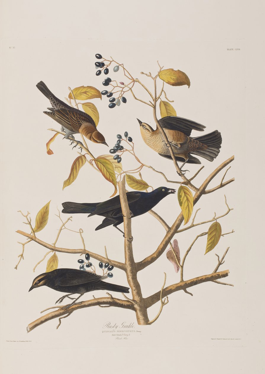Kuvitus elokuvasta "Birds of America" tekijältä John James Audubon