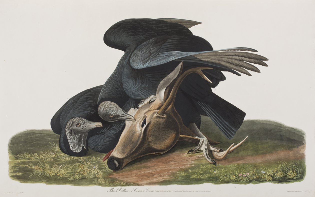 Kuvitus elokuvasta "Birds of America" tekijältä John James Audubon