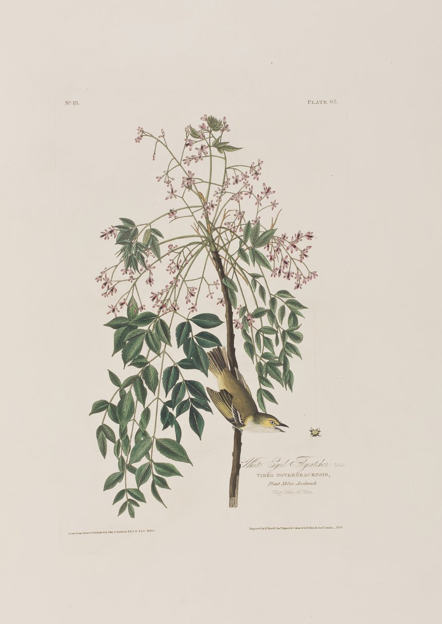 Kuvitus elokuvasta "Birds of America" tekijältä John James Audubon