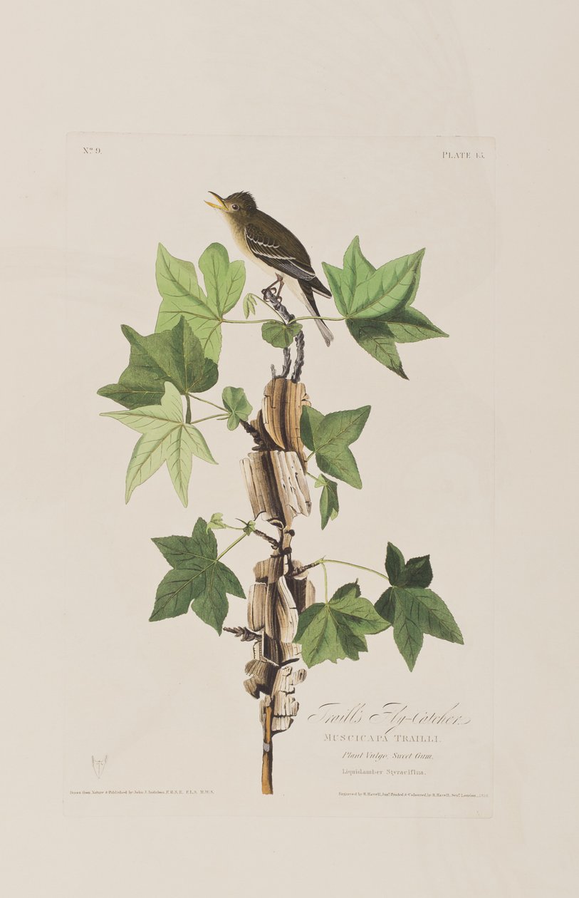 Kuvitus elokuvasta "Birds of America" tekijältä John James Audubon