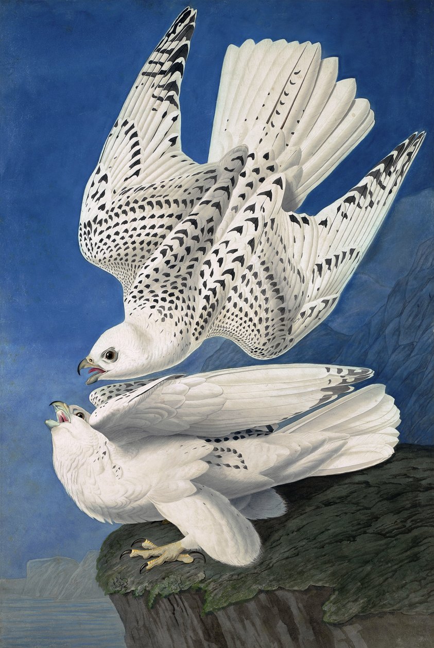 Jer or Iceland Falcon, Falco Islandicus, John J. Audubonin "The Birds of America" -julkaisusta, pub. 1827-38 tekijältä John James Audubon