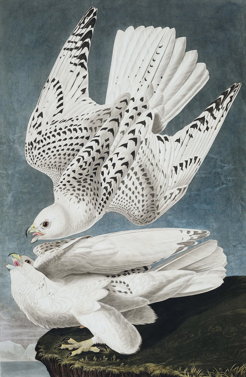 Jer or Iceland Falcon, Falco Islandicus, John J. Audubonin "The Birds of America" -julkaisusta, pub. 1827-38 tekijältä John James Audubon