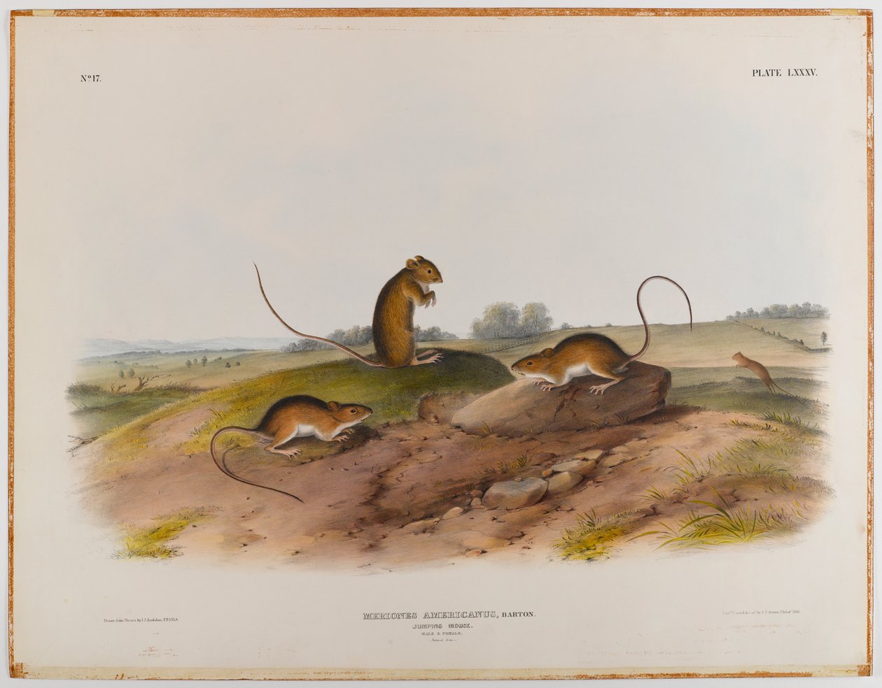 Hyppäävä hiiri tekijältä John James Audubon